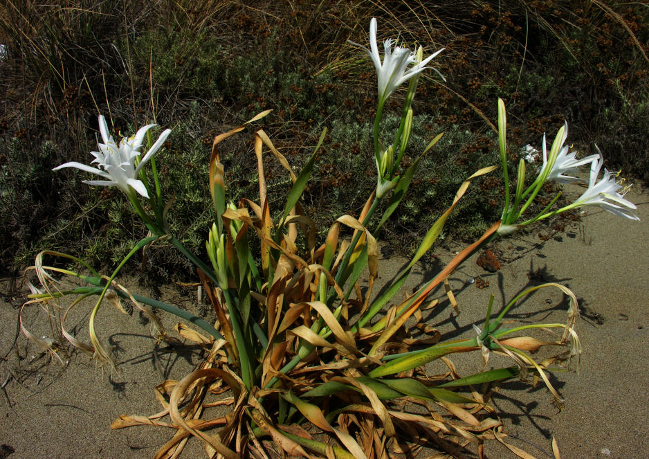 Pancratium maritimum / Pancrazio, giglio di mare